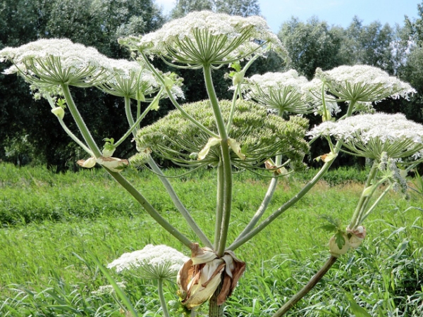 La Berce du Caucase