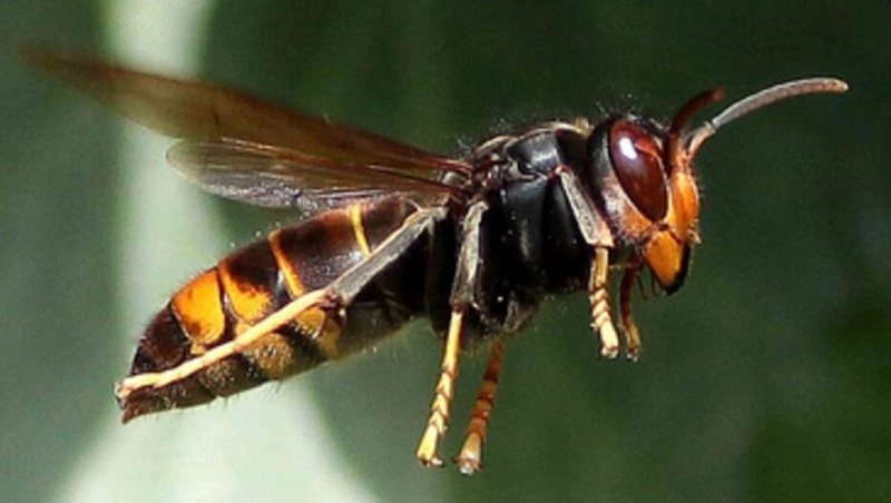 Frelon asiatique