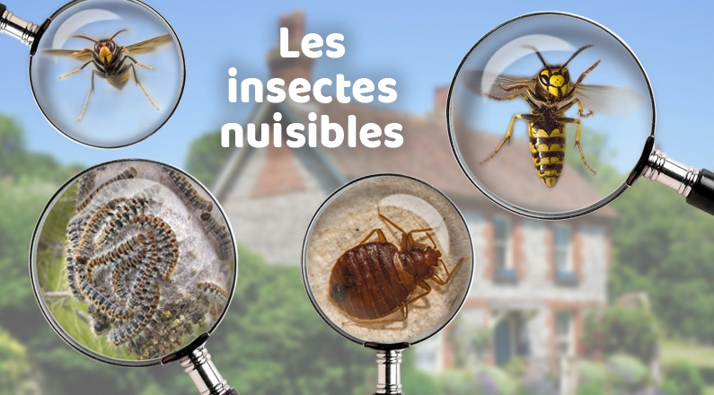 Insectes nuisibles