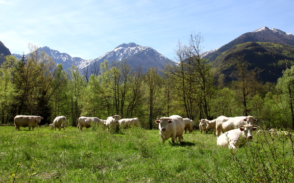 Commerces de Valbonnais